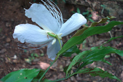 Capparis rheedei